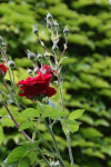SONY DSC